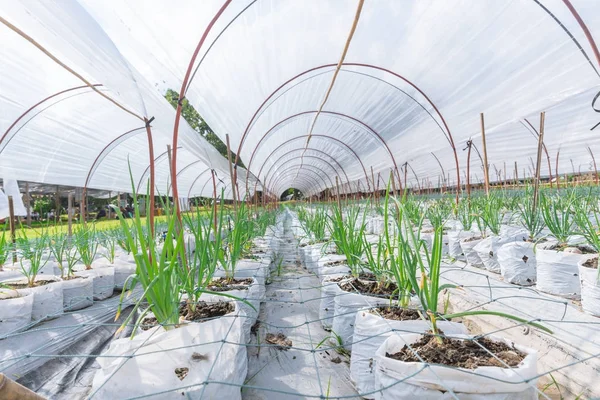 Onion Bercocok Tanam Lahan Pertanian Baris Dengan Matahari Naungan Atap — Stok Foto