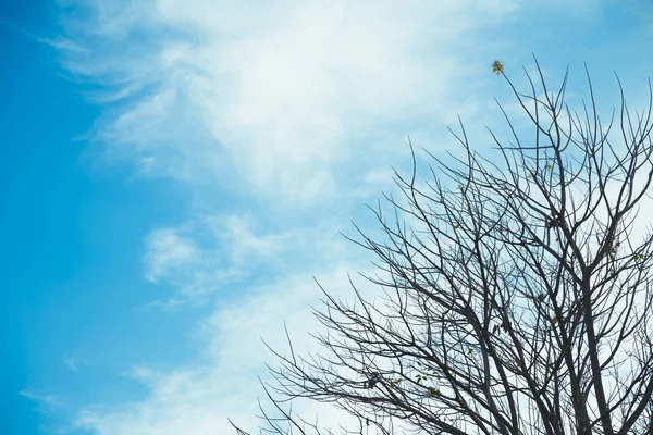 Inverno Queda Árvore Céu Azul — Fotografia de Stock