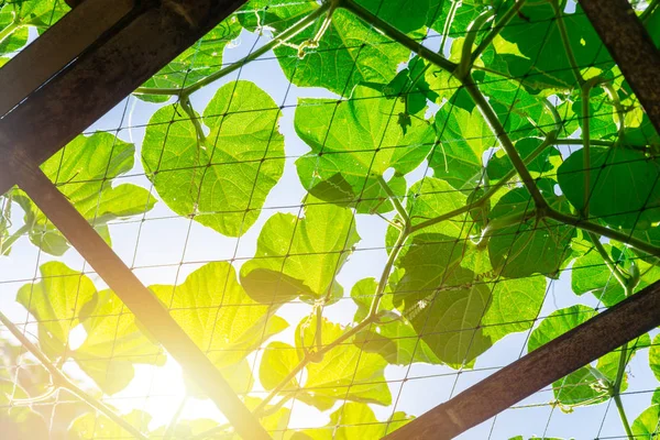 日当たりの良い太陽光自然背景と緑色茎葉屋根 — ストック写真