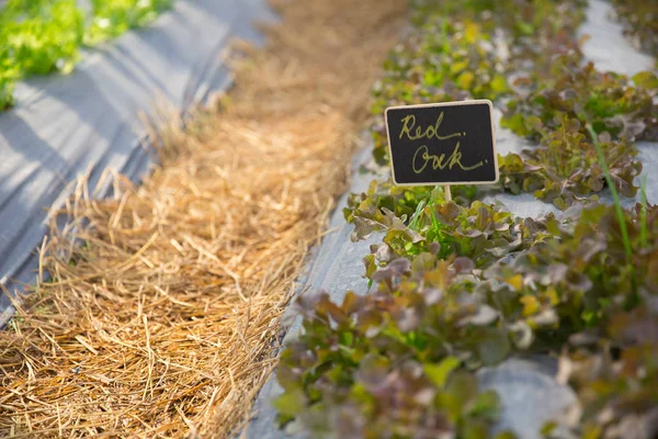 Planta Roble Rojo Granja Orgánica Para Ensalada Fresca Saludable Vegetal —  Fotos de Stock