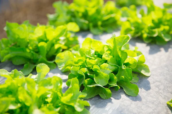 健康サラダ野菜の有機農場で緑のオークの植物 — ストック写真