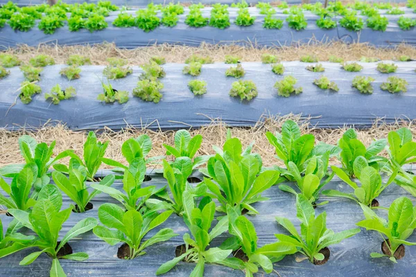 健康的な有機農場新鮮なグリーン サラダ野菜 — ストック写真