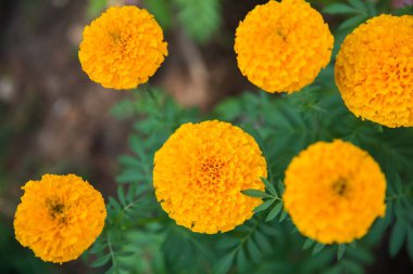 Güzel kadife çiçeği Tagetes erecta sarı çiçek çiçek Kral Rama 9 olarak Tayland'da popüler
