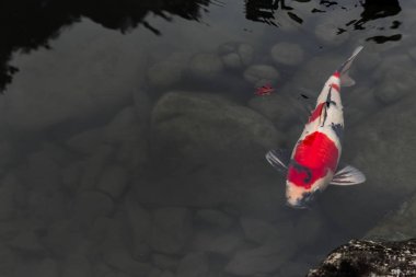 Japon Koi renkli balık sazan gölet metin için yer ile.