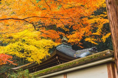 Japonca tapınak çatı sonbahar Derma ormandaki