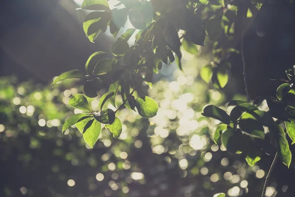 緑の木とビンテージの柔らかな光がボケ背景をぼかし — ストック写真
