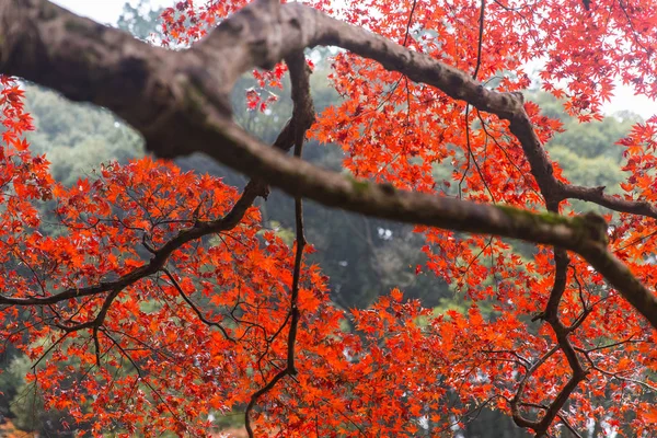 Red Maple Tree in Japan Autumn Season