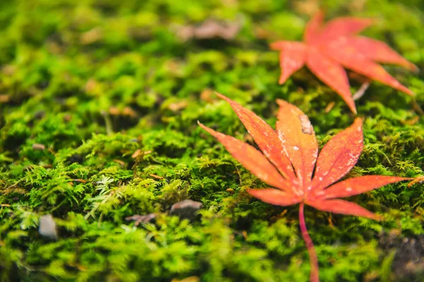 Green Moss Red Maple Leaf Japan Autumn Nature Background Space — Stock Photo, Image