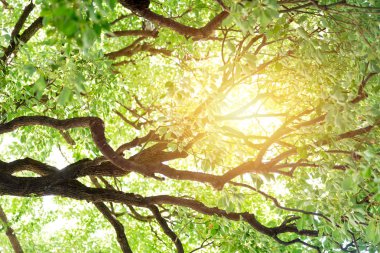 Güneşli yaz yeşil doğa ahşap güneş ışığı arka plan ağaç