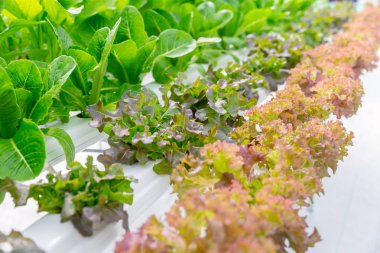 Kırmızı meşe organik tarım taze sağlıklı salata sebze için yeşil çünkü bitki ile