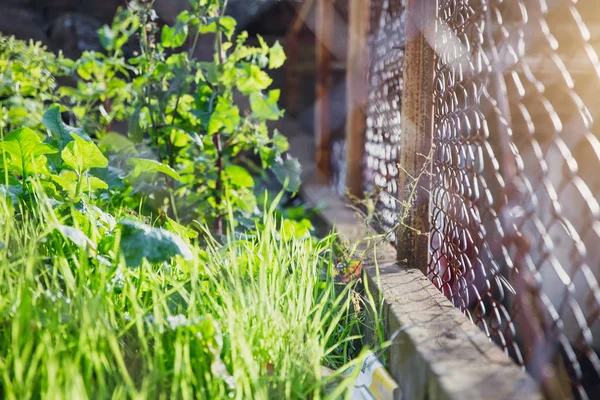 Naturaleza Hierba Verde Aire Libre Con Cerca Acero Alambre Con — Foto de Stock