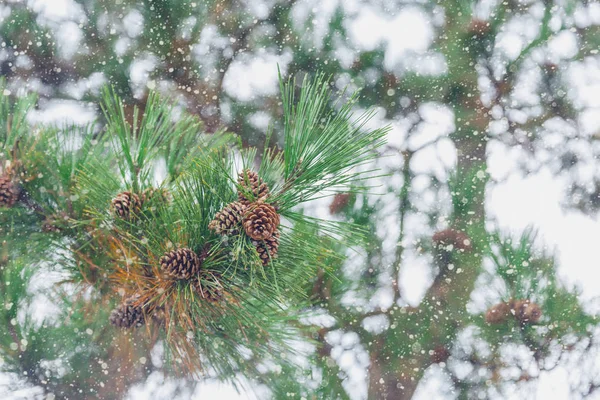Madeira Pinheiro Japonesa Com Temporada Inverno Neve — Fotografia de Stock