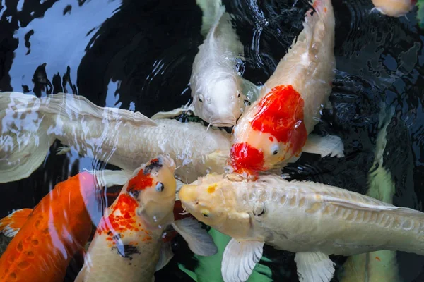 Grupo Peces Mierda Peces Koi Piscina Agua — Foto de Stock