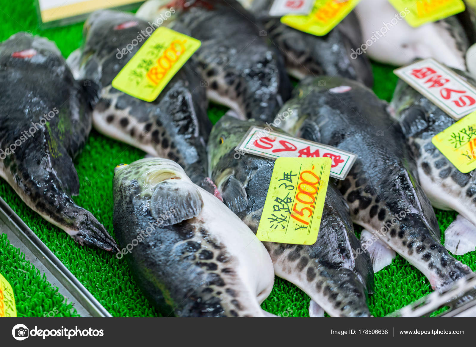 fugu puffer fish