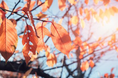 Sonbahar fantezi vintage renk tonu Kurutulmuş yaprak düşer