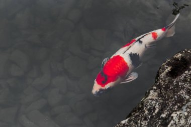 Japon Koi renkli balık sazan gölet metin için yer ile.