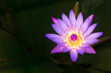 karanlık su birikintisi arka planda güzel pembe lotus