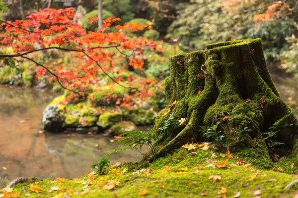 Kyoto Outono Coloful Season Red Maple Leaf Garden Com Musgo — Fotografia de Stock