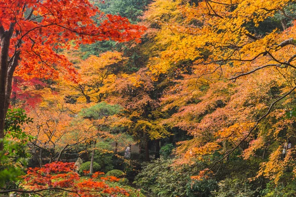 Kyoto Sonbahar Coloful Sezon Kırmızı Akçaağaç Yaprağı Bahçe — Stok fotoğraf