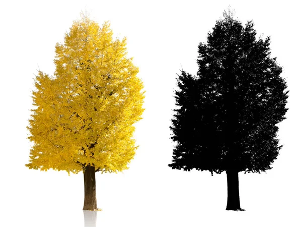 Drzewo Ginkgo Złote Japonia Białym Tle Jesień Sezon Alfa Cień — Zdjęcie stockowe