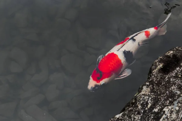 Giapponese Koi Variopinto Pesce Carpa Stagno Con Spazio Testo — Foto Stock