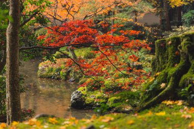 Kyoto sonbahar Coloful sezon kırmızı akçaağaç yaprağı Bahçe ağaç üzerinde yeşil yosun ile