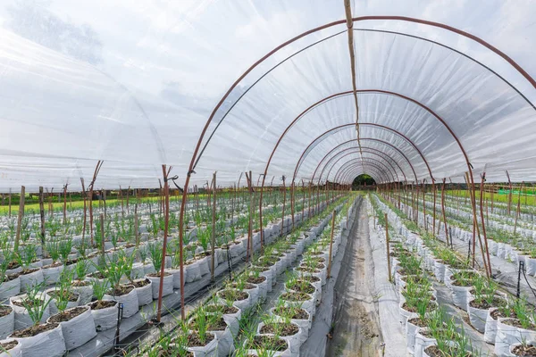 stock image Onion sprout planting in agriculture farm field row with sun shade roof