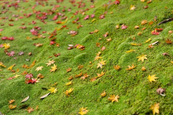 Moss Groen Met Maple Leaf Drop Regenwoud Grond Herfst Seizoen — Stockfoto