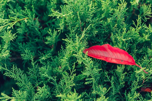 Groene Heester Met Rode Val Blad Natuur Bos Behang Herfst — Stockfoto