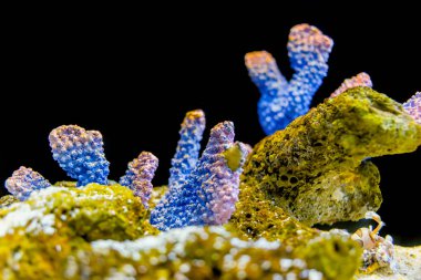 portre renkli deniz siyah arka planda mercan