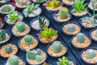 Kaktüs radyasyonu absorbe bitki veya DIY ev dekorasyon Bahçe Eko küçük dünyada pot kavramı