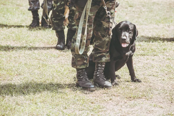 military dog training for help soldiers anti terrorist duty black labrador