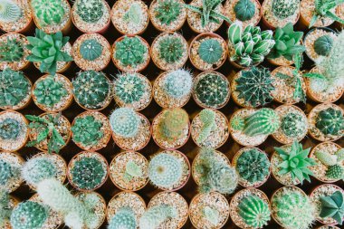 Bebek kaktüs bitkinin üstten görünüm dünya desen arka plan için ayarla