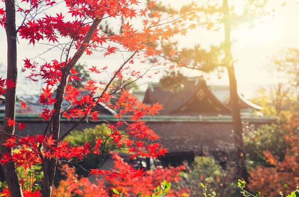 Sonbahar Japonya kırmızı akçaağaç doğa ile tapınak arka plan bulanıklık.