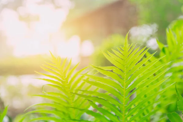 蕨类植物的绿色清新自然生态学与日光光合作用 — 图库照片