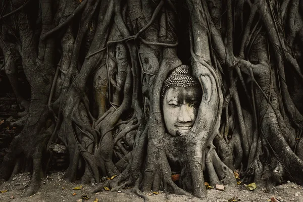 Cabeça Buda Velha Raiz Árvore Ayutthaya Tailândia — Fotografia de Stock