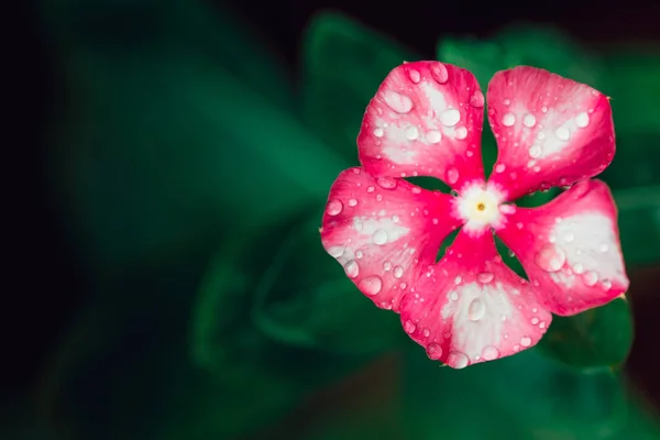 Kert Természet Friss Virág Gyönyörű Rózsaszín Virág Esőcsepp Háttér Szöveg — Stock Fotó