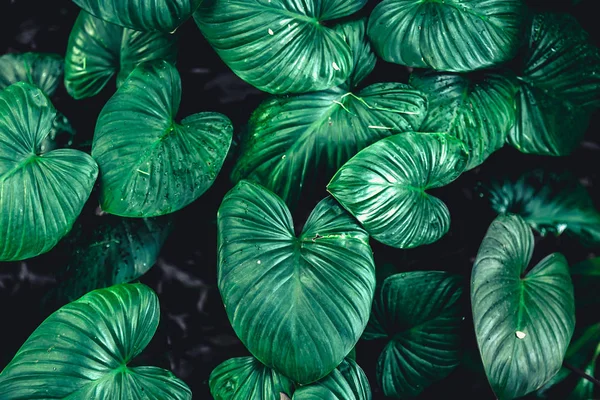 Zöld Trópusi Levél Természet Növényi Levelek Botanika Háttér — Stock Fotó