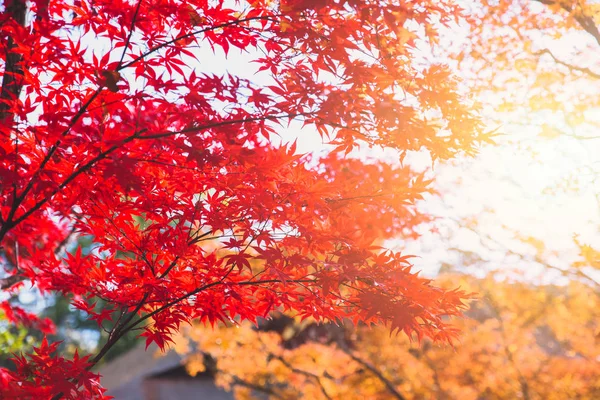 Kırmızı Akçaağaç Ağaç Japonya Sonbahar Sonbahar Sezon — Stok fotoğraf