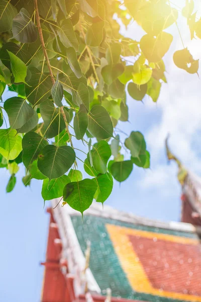 Τοποθετήστε Bodhi Tree Στην Ταϊλανδέζικη Ναός Της Ασίας Βουδιστικής Λατρείας — Φωτογραφία Αρχείου