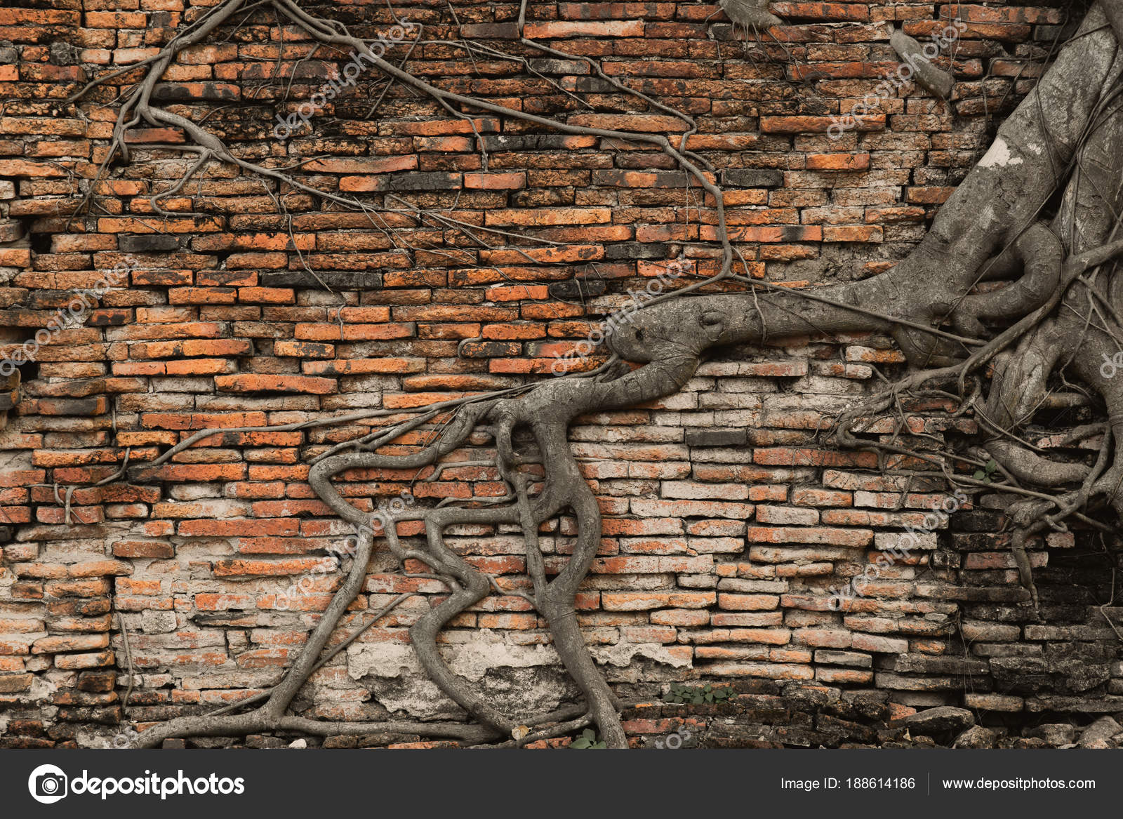 Old Brick Wall Forest Root Tree Ancient Temple Background Stock Old Brick Wall Forest Root Tree Ancient Temple Background Stock Photo
