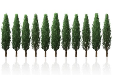 Çam ağacı satır grafik tasarımı için 3d illüstrasyon izole