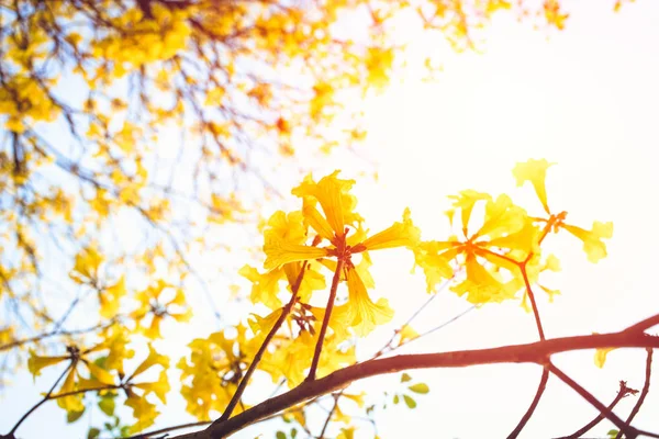 Árboles Trompeta Tabebuia Flor Amarilla — Foto de Stock