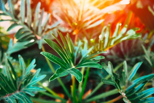 Groene Tropische Verlaat Plant Jungle Bos — Stockfoto