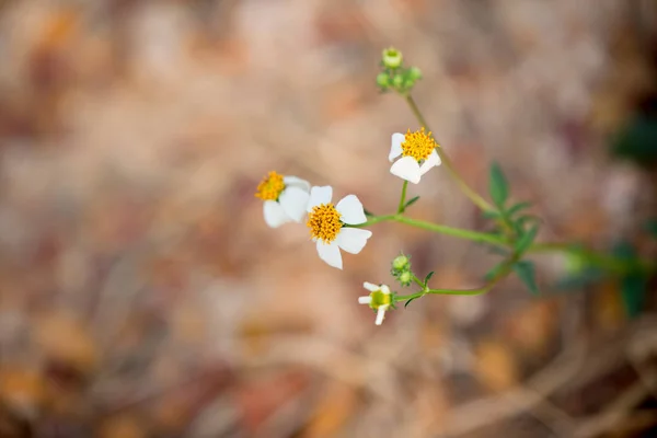 Красива Трава Квітка Природа Зелений Розмитим Фоном Шпалер — стокове фото