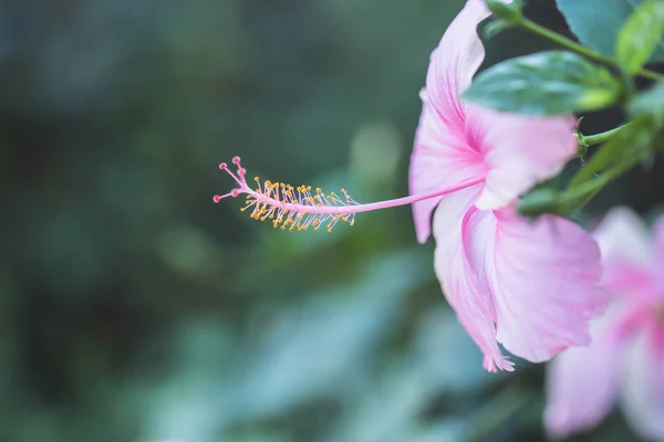 Güzel Hibiscus Asya Pembe Çiçek Bahçesinde — Stok fotoğraf