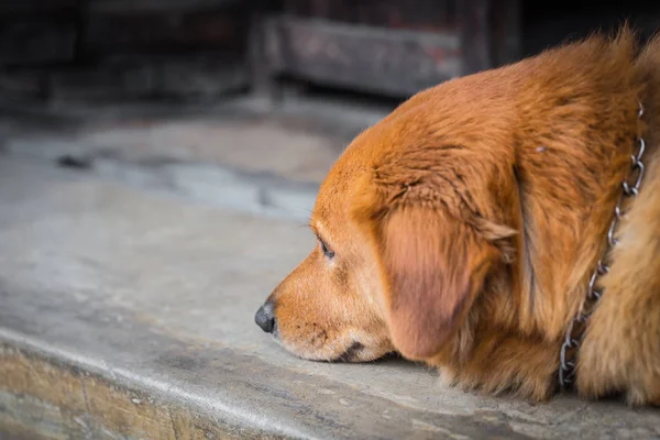 Hund Husdjur Depressiv Störning — Stockfoto