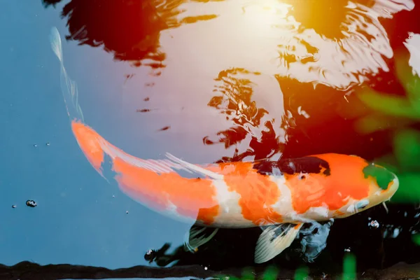 Ιαπωνικό Koi Ψάρια Κυπρίνου Στη Λίμνη Vintage Colortone — Φωτογραφία Αρχείου