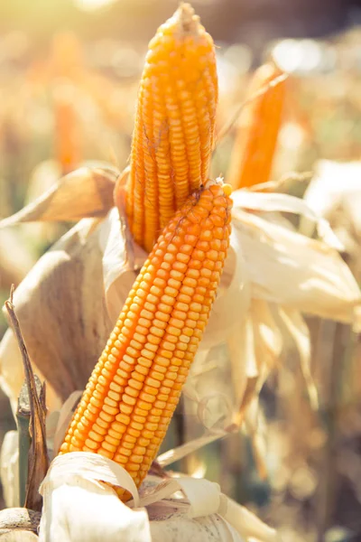 dried corn maize crops in agriculture corn field