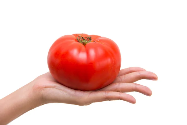 Mano Della Donna Che Mostra Fresco Grande Pomodoro Rosso Isolato — Foto Stock